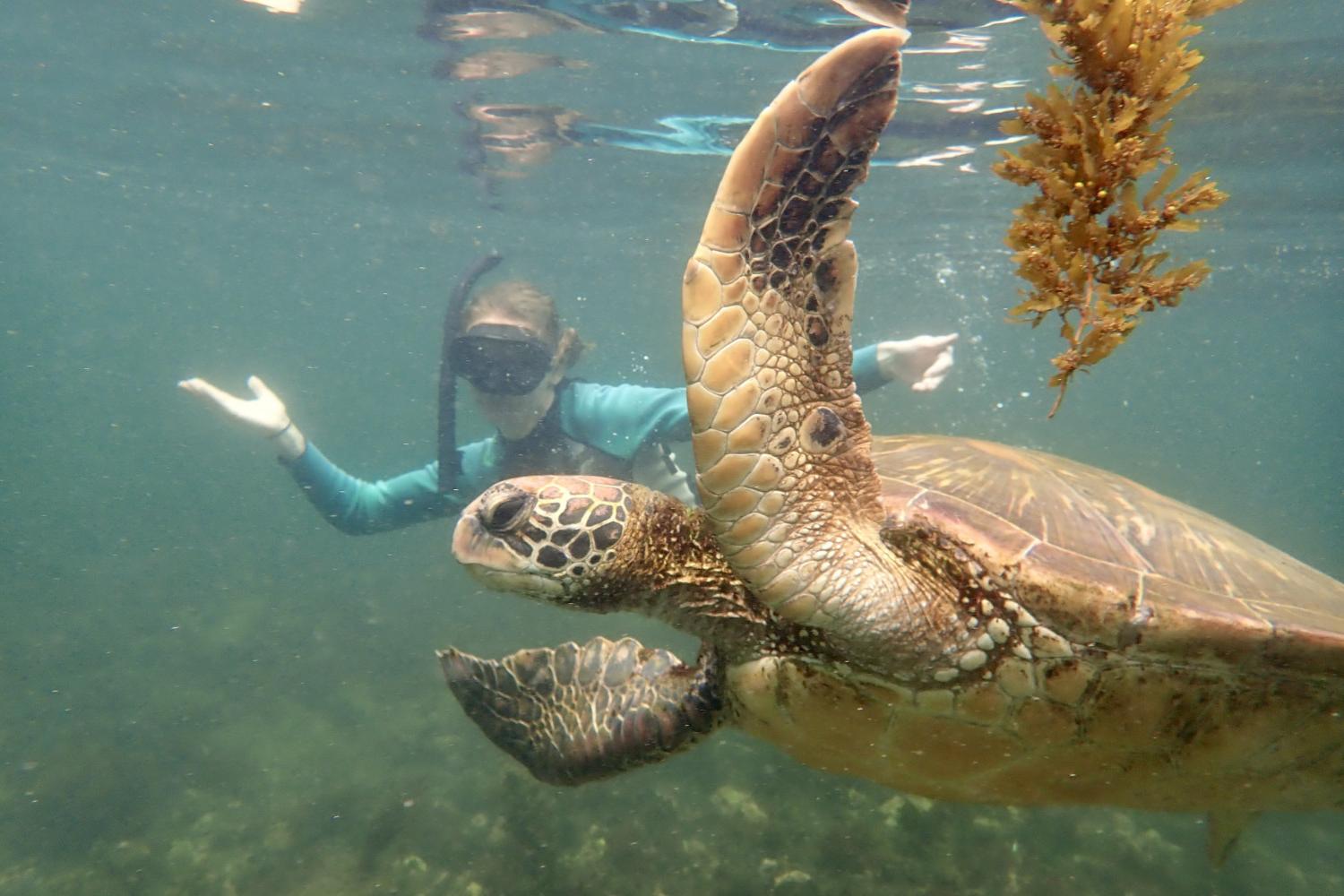一名<a href='http://9279.daves-studio.com'>博彩网址大全</a>学生在Galápagos群岛游学途中与一只巨龟游泳.